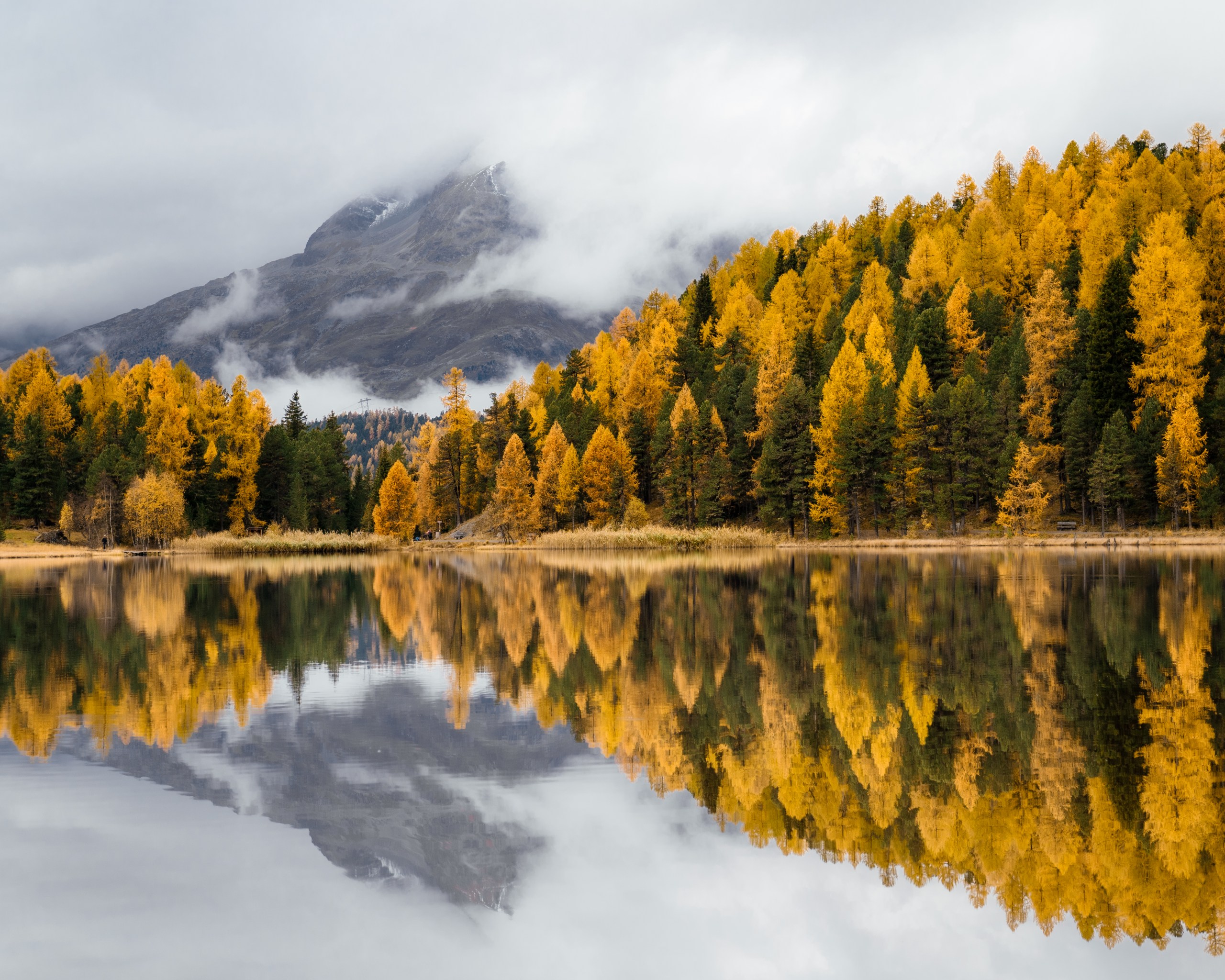 Golden Larches of Engadin Switzerland